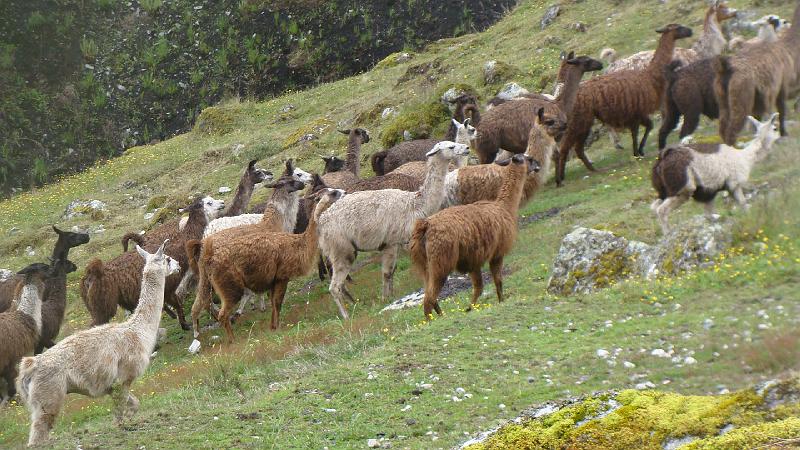 Illampu Trek Steves (48).JPG